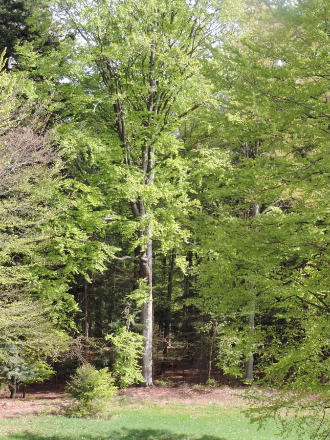 Ferienwohnung Waldoase Am Fuchsenstein Spiegelau Eksteriør billede